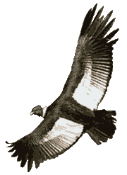 condor2
